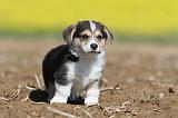 CORGI PEMBROKE 550